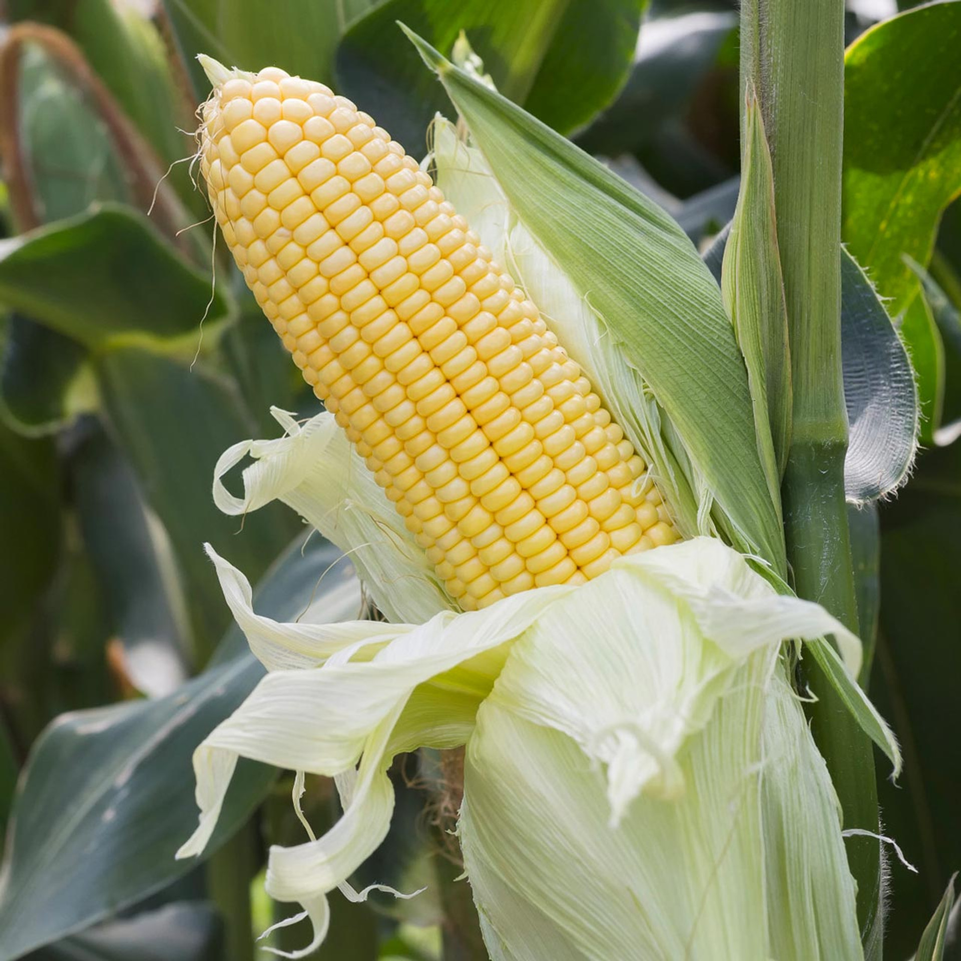 Jagung Hawai