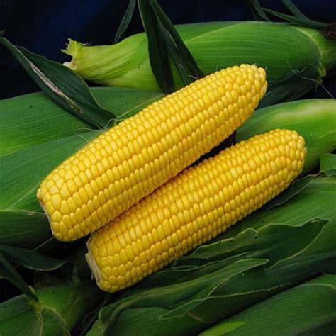 Jagung Hawai