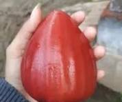 Jambu Air Red King