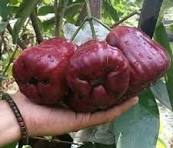 Jambu Air Red King