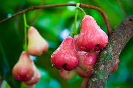Jambu Air