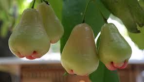 Jambu Air