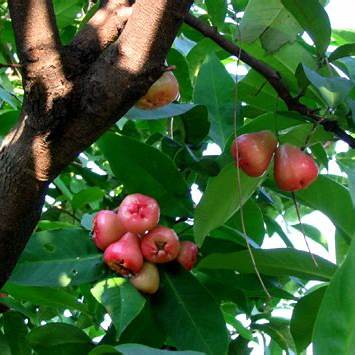 Jambu Air
