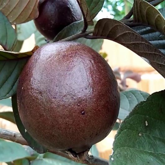 Jambu Biji Daun Merah