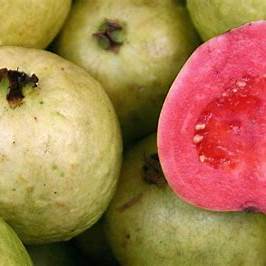 Jambu Biji Merah