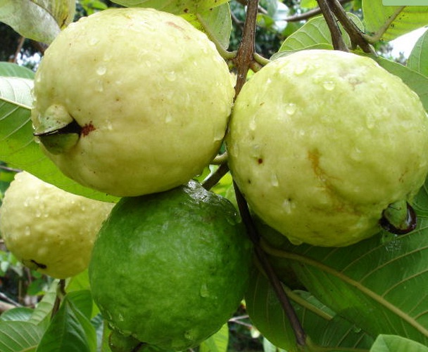 Jambu Biji Merah