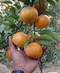 Jeruk Manis