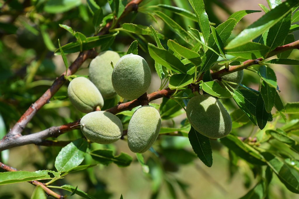 Kacang Almond