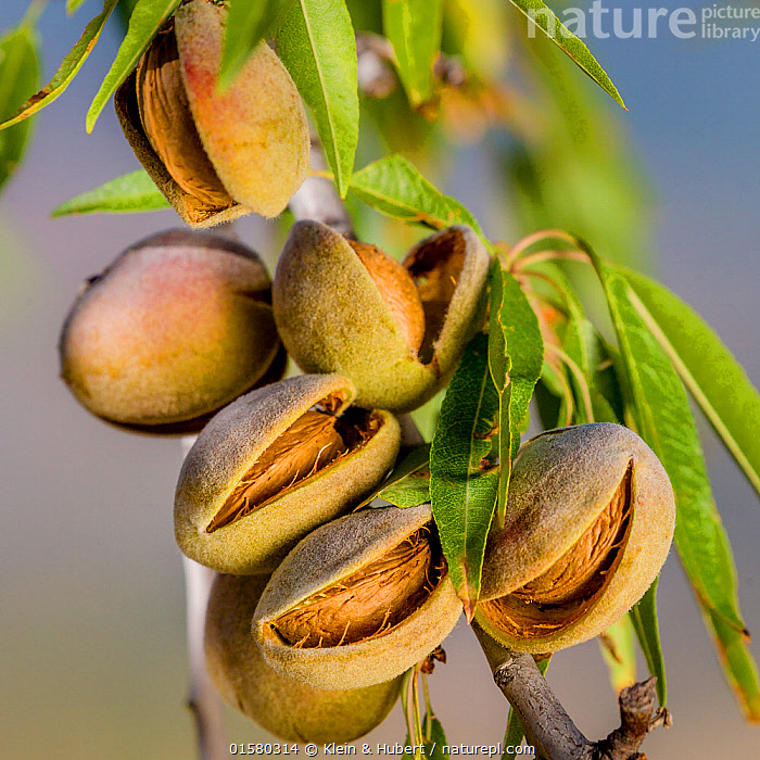 Kacang Almond