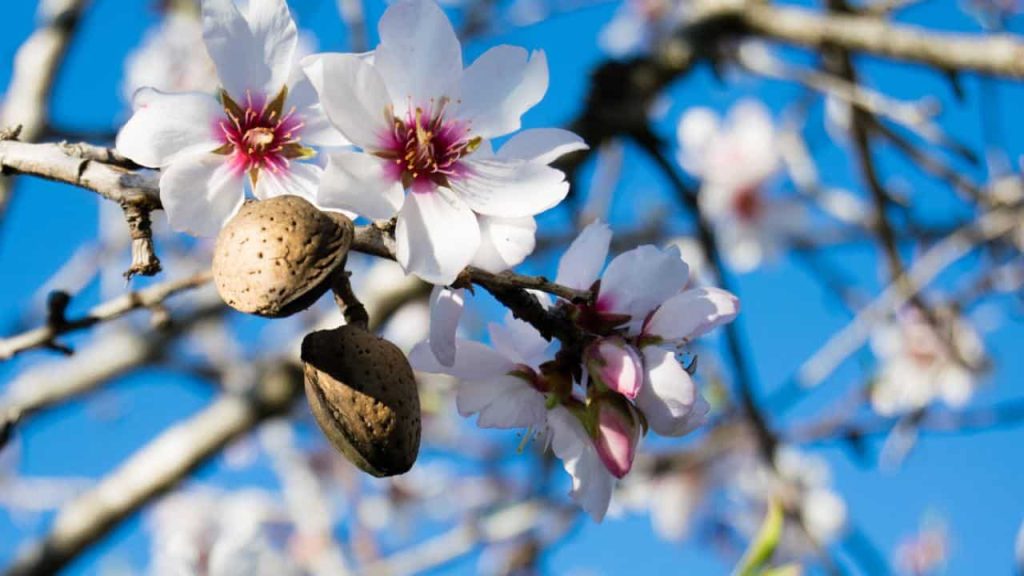 Kacang Almond