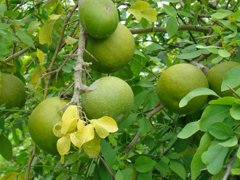 Kalabasa/Maja