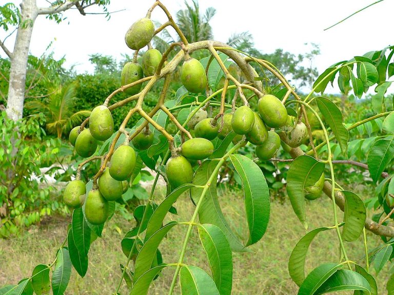Kedondong