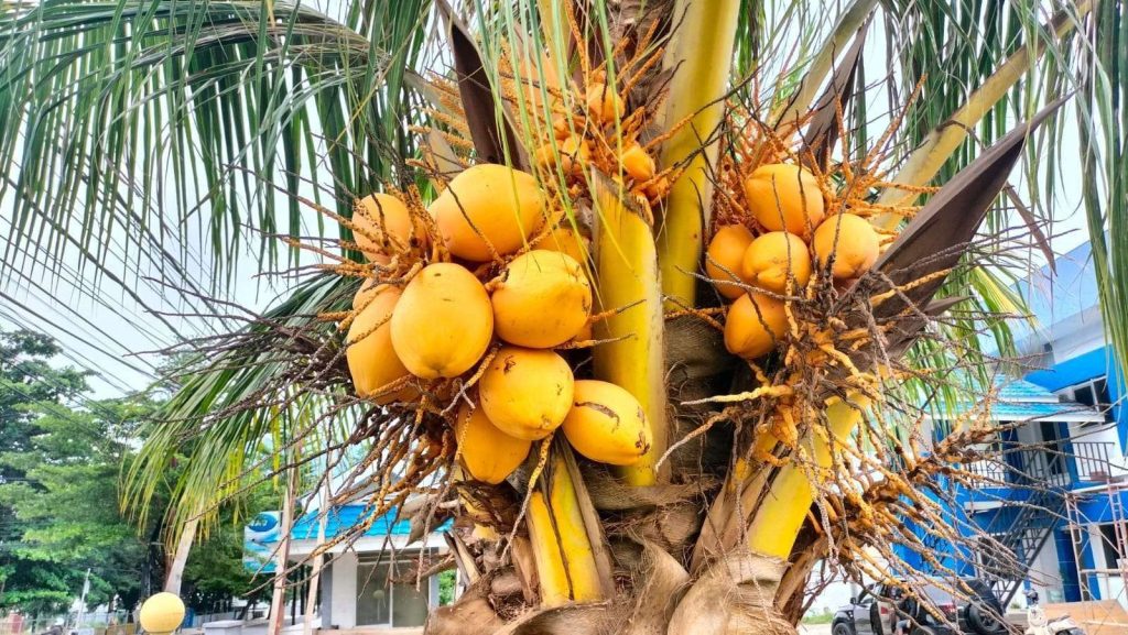 Kelapa Kuning