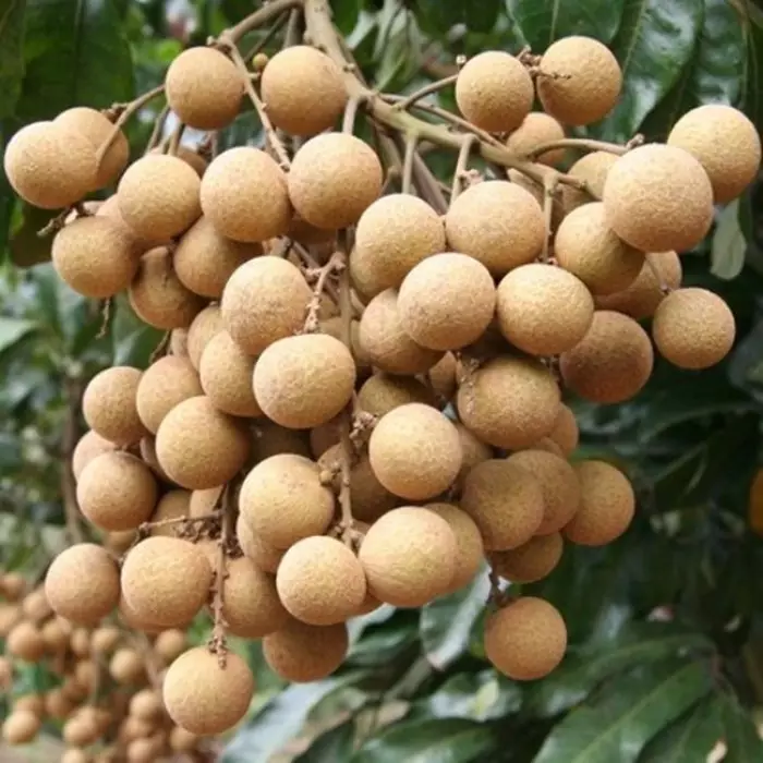 Kelengkeng Kristal