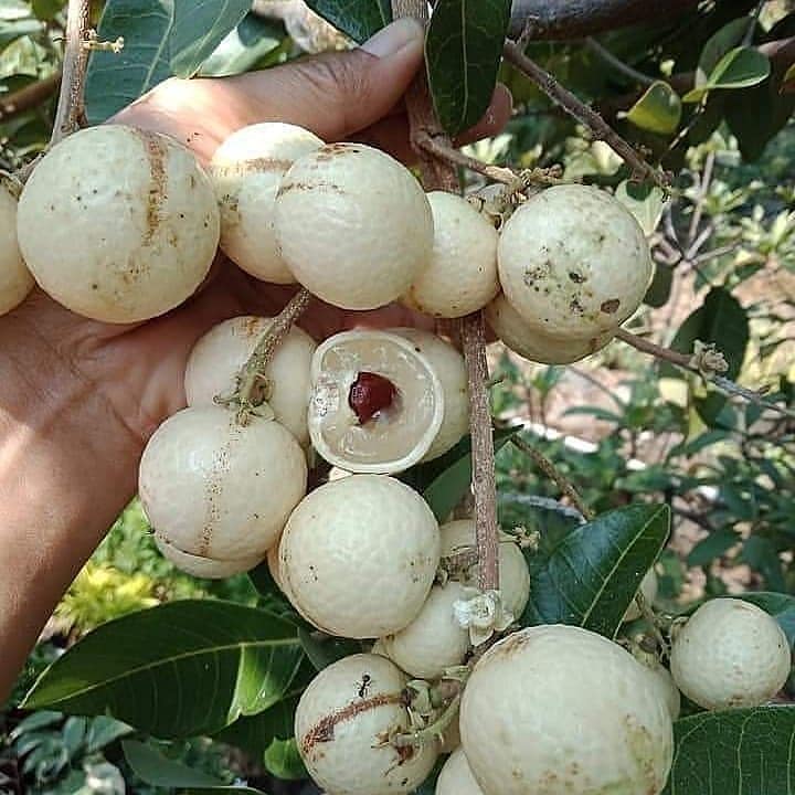 Kelengkeng Matalada