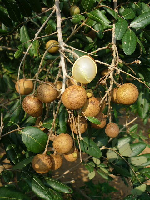 Kelengkeng