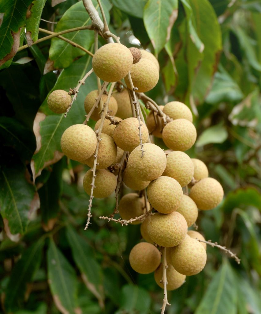 Kelengkeng