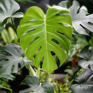 Monstera