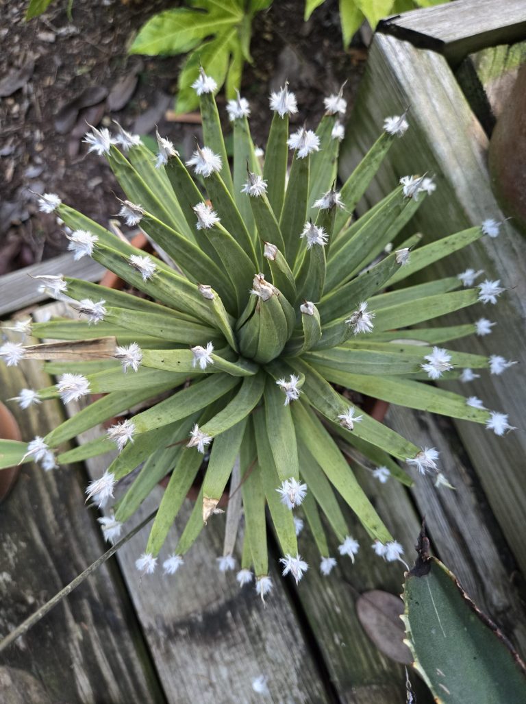 Agave Rambut