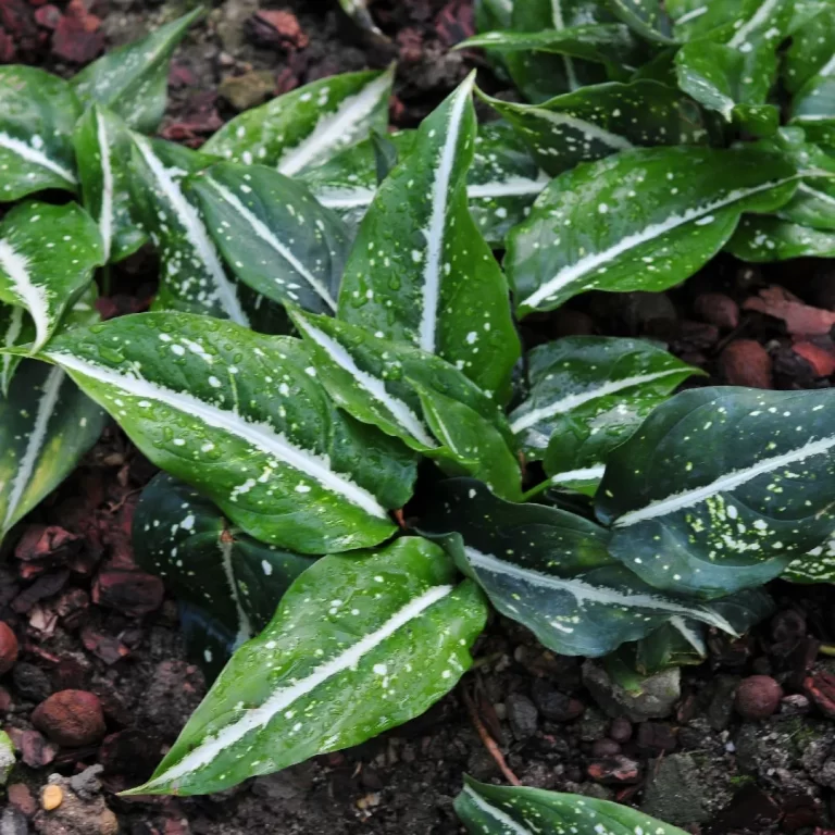 Aglonema Bintik Putih