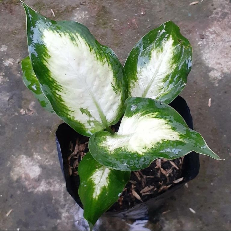 Aglonema Blanceng Susu