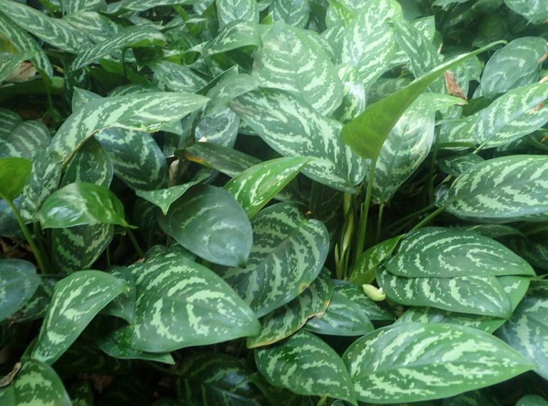 Aglonema Commutatum