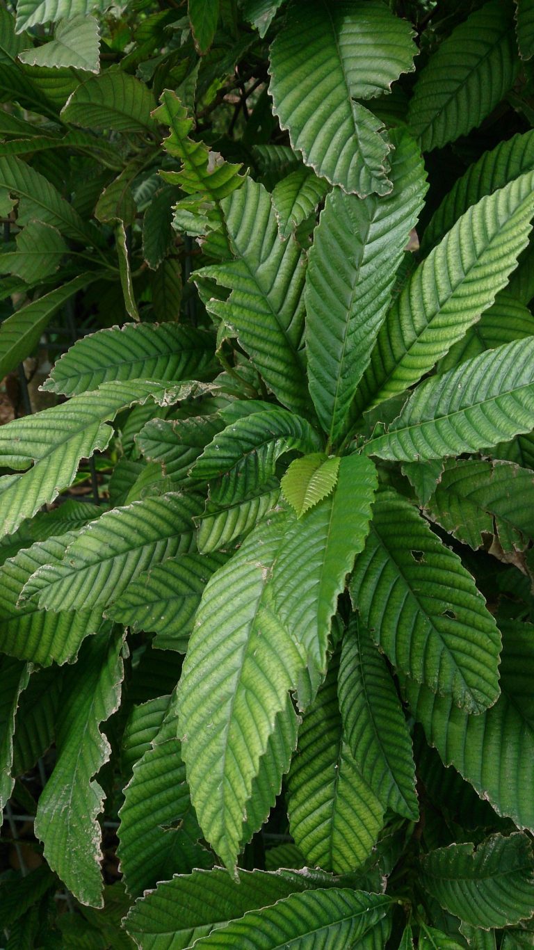 Akar Ampelas Putih