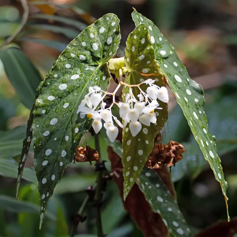 Begonia Polkadot
