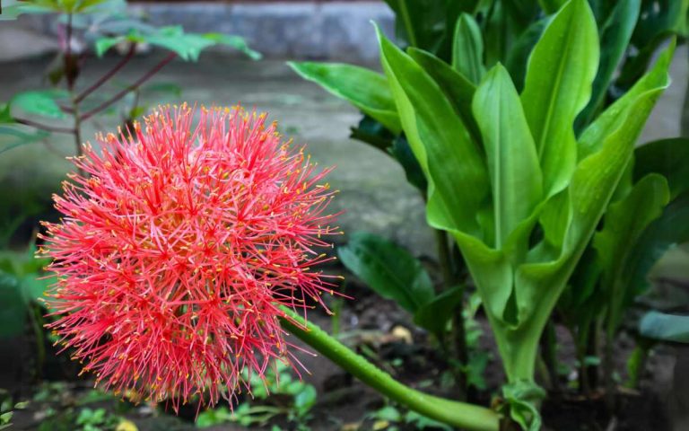 Bunga Desember