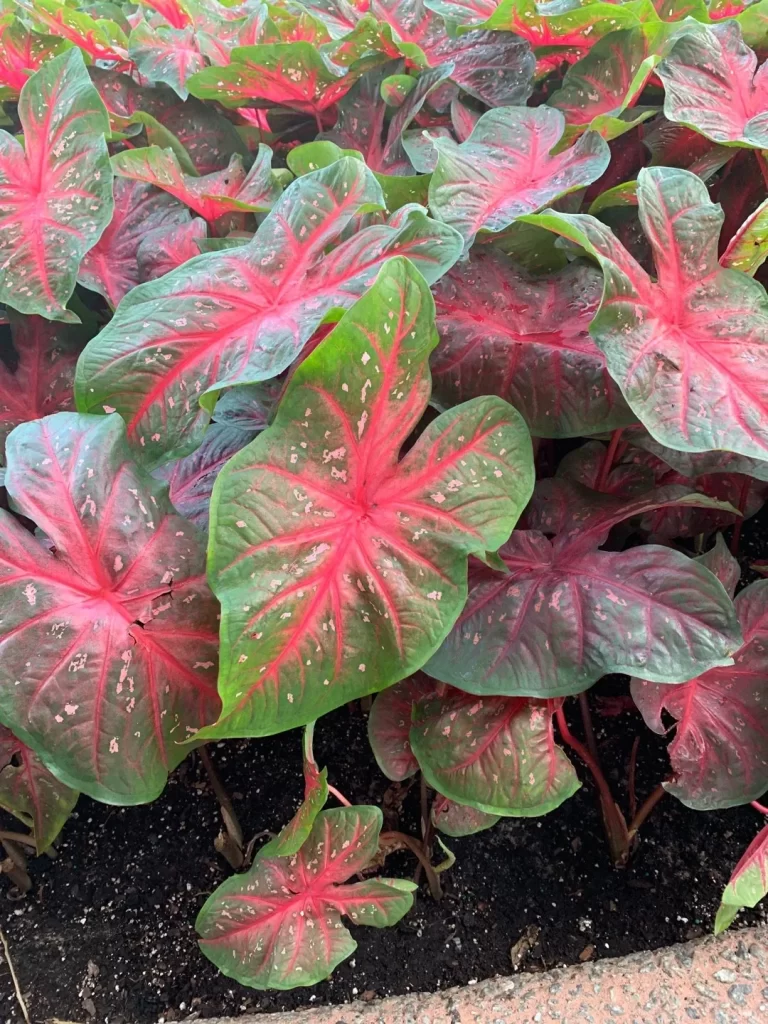 Keladi Batang Merah