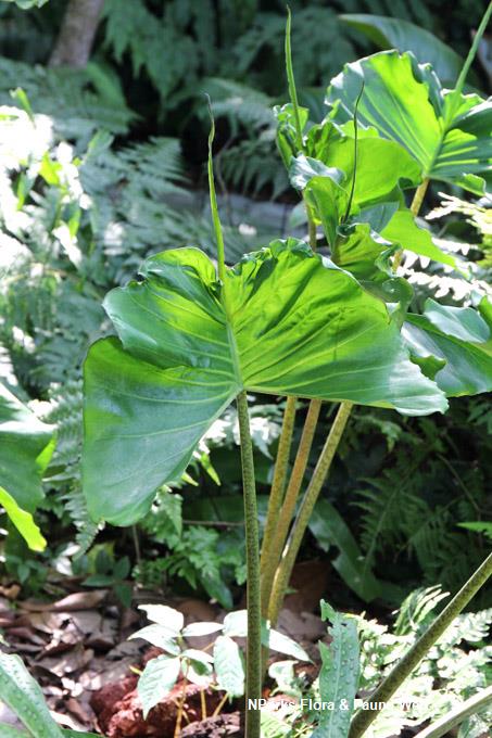 Keladi Ekor Pari