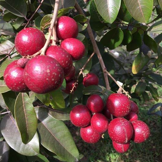 Kelengkeng Merah