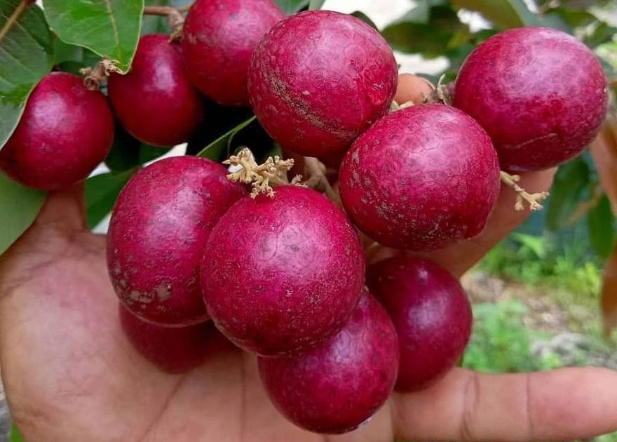 Kelengkeng Merah