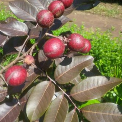 Kelengkeng Merah