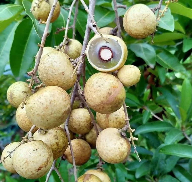 Kelengkeng Puangray