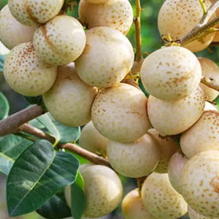 Kelengkeng Rasa Durian