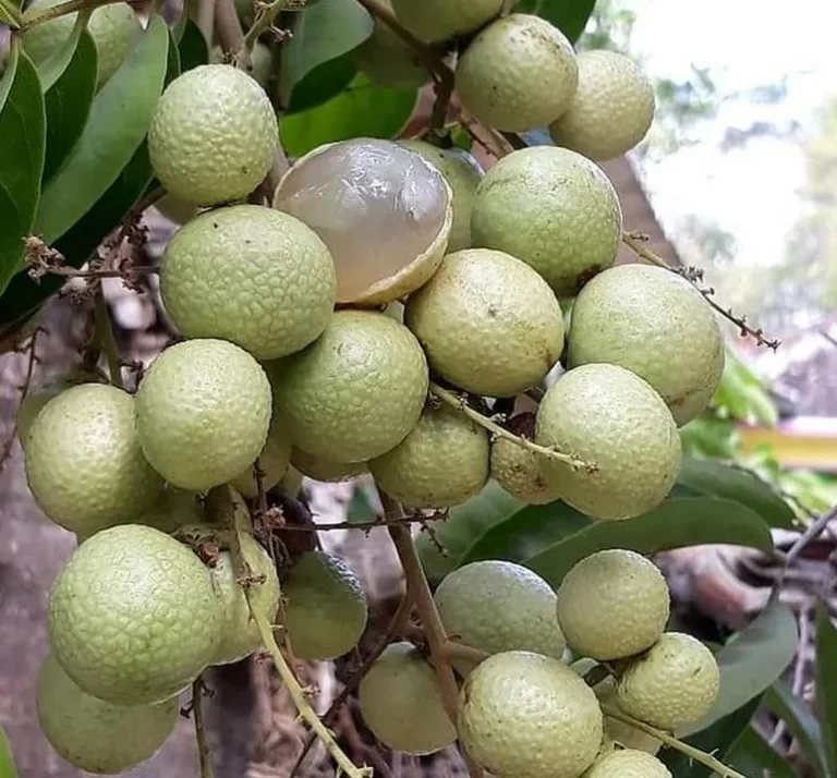 Kelengkeng Rasa Durian