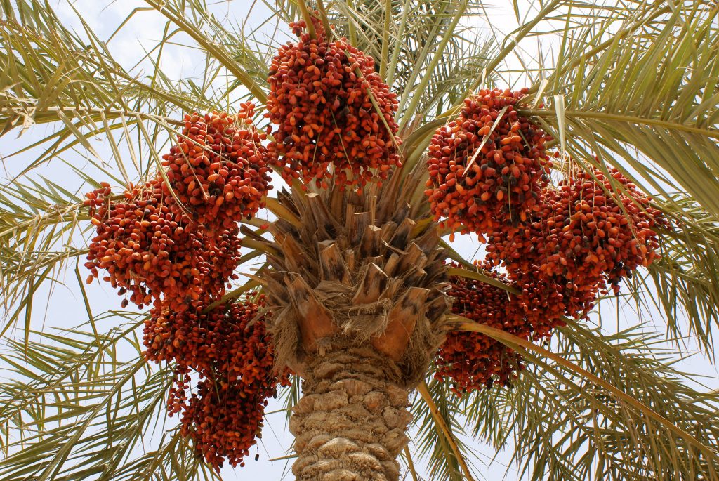 Kurma