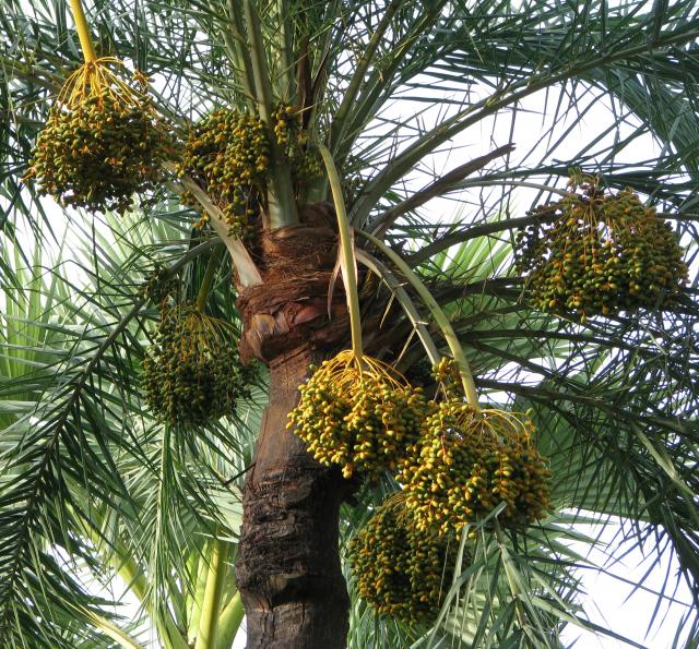 Kurma
