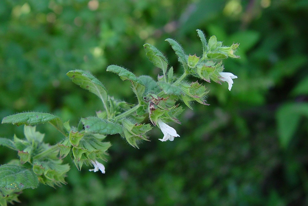 Lemon Balm