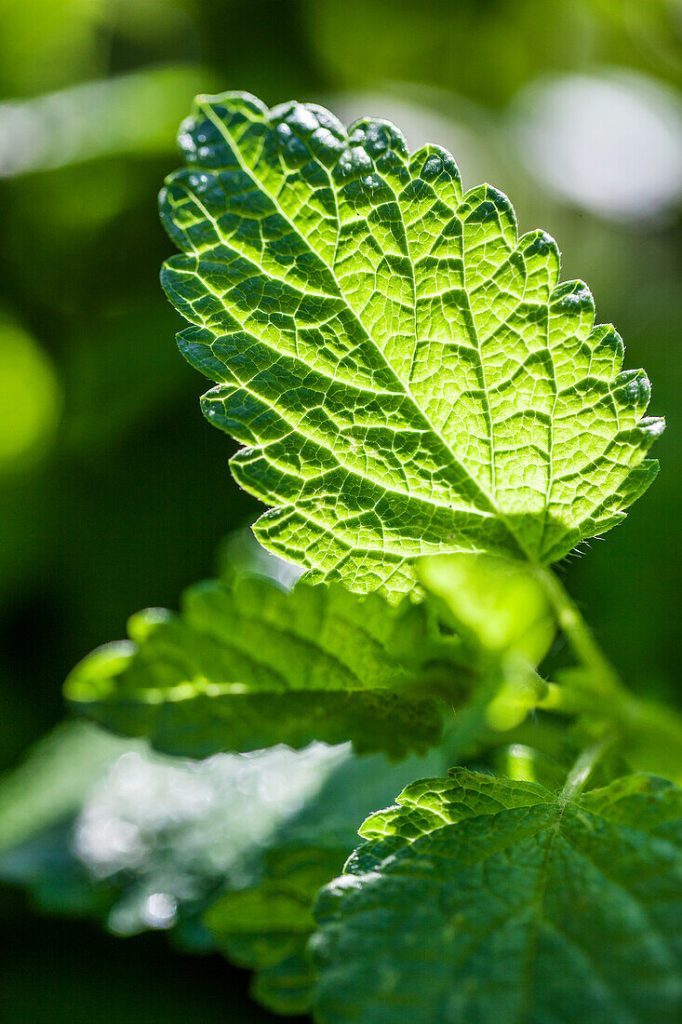 Lemon Balm
