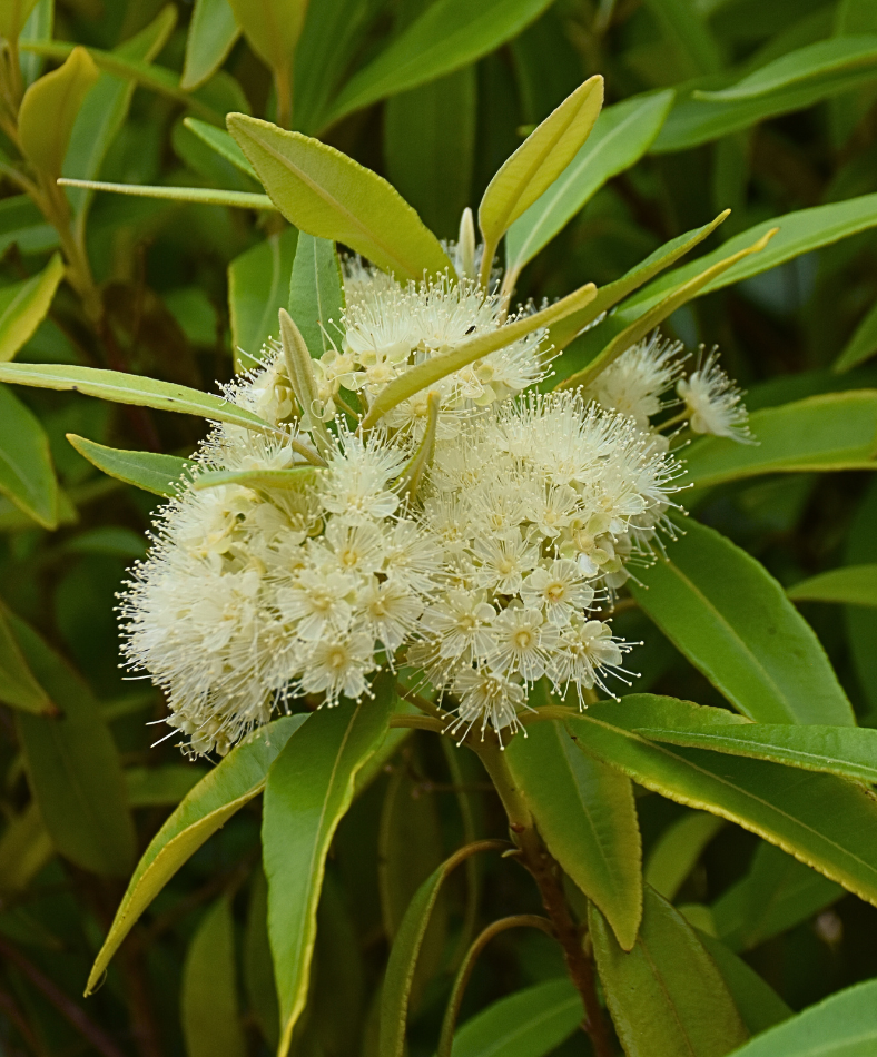 Lemon Mhyrtle
