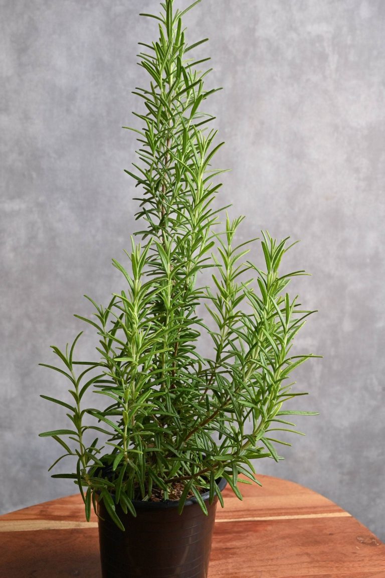 Rosemary