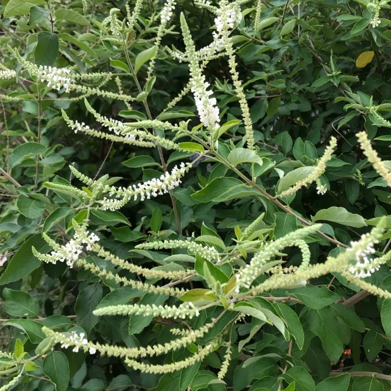 Almond Verbena