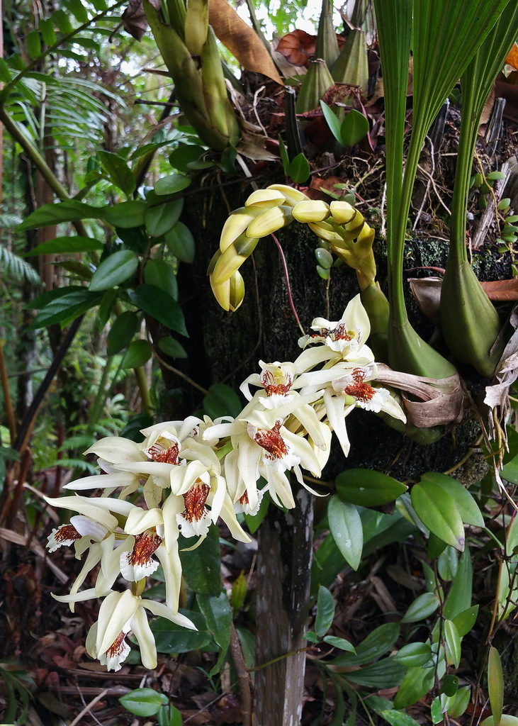 Anggrek Mutiara