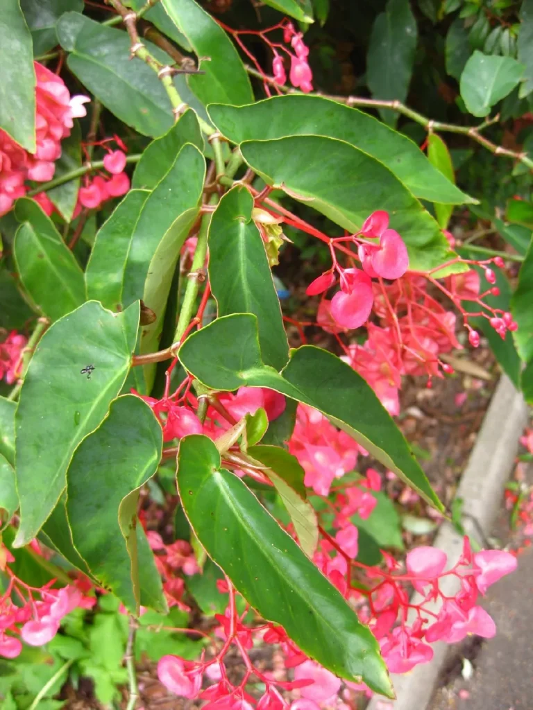 Begonia Sayap Malaikat