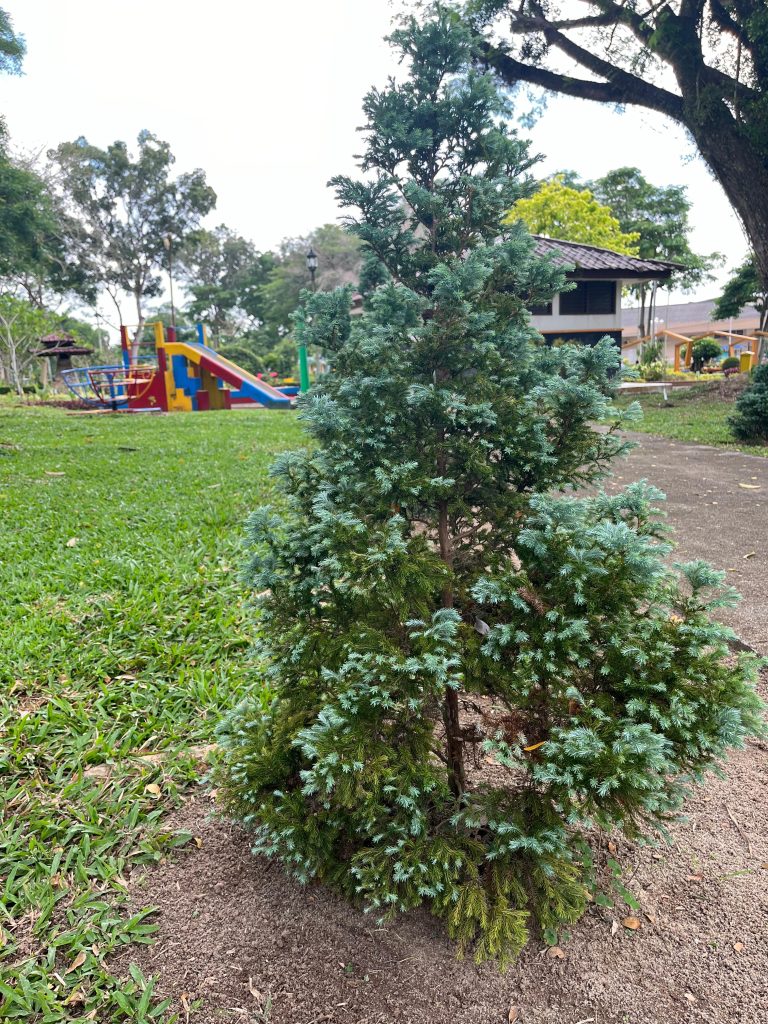 Cemara Salju