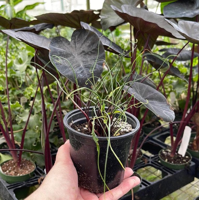 Keladi Hitam