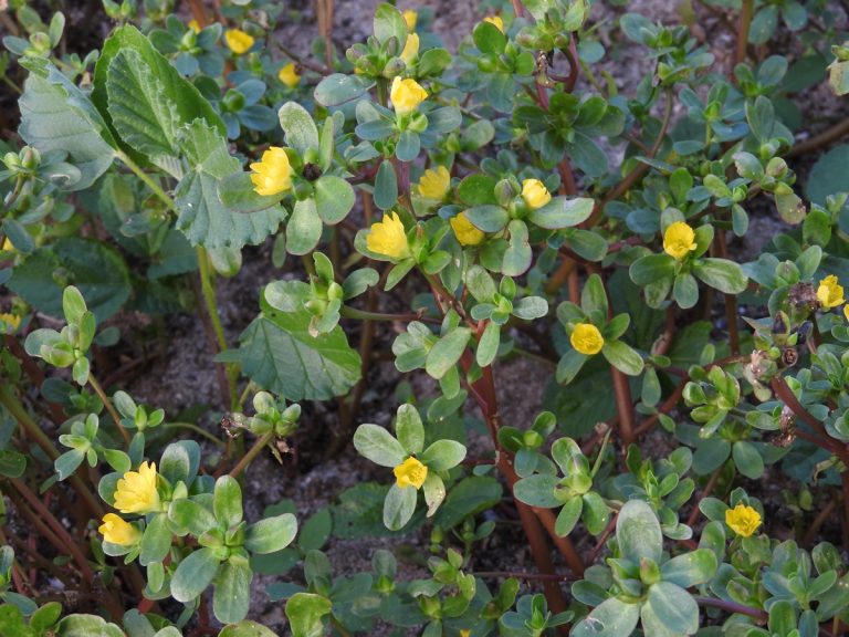 Krokot