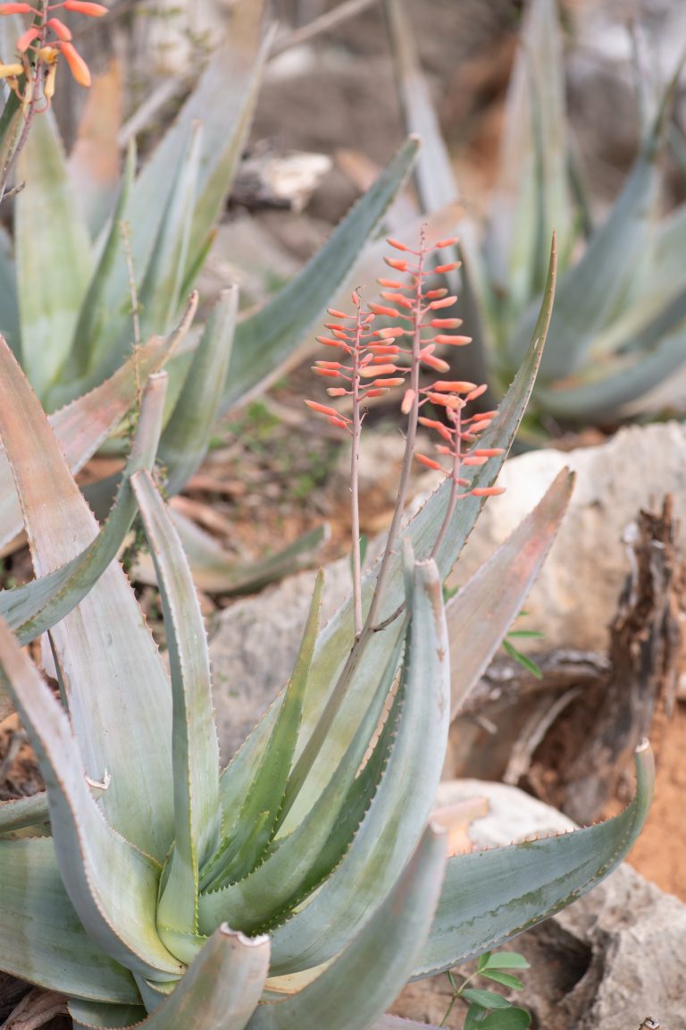 Lidah Buaya Mini Yaman